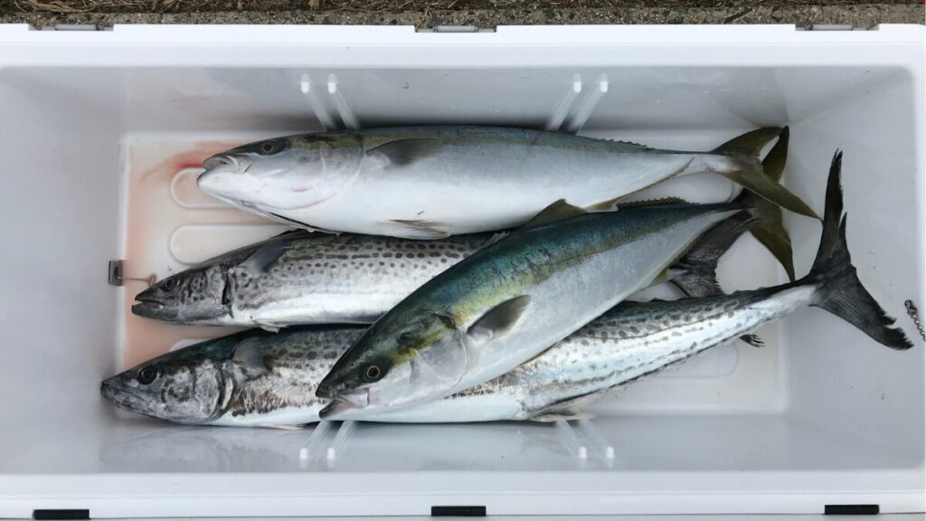 ブリとサワラを釣った時のクーラボックスの写真