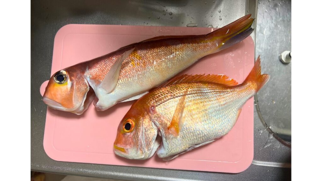 釣り上げたアマダイとレンコダイの写真