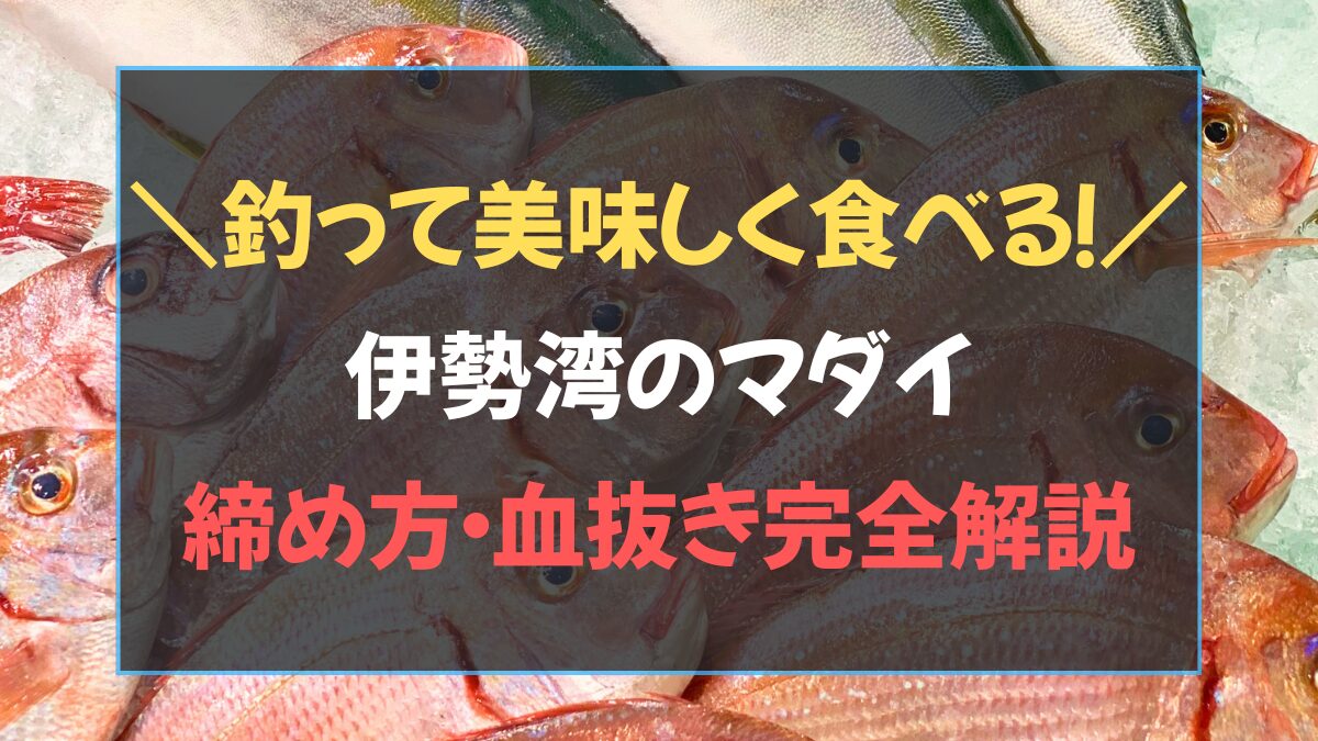 タイラバで釣ったマダイの締め方・血抜き・熟成、美味しく食べるまでをまとめた記事のアイキャッチ画像