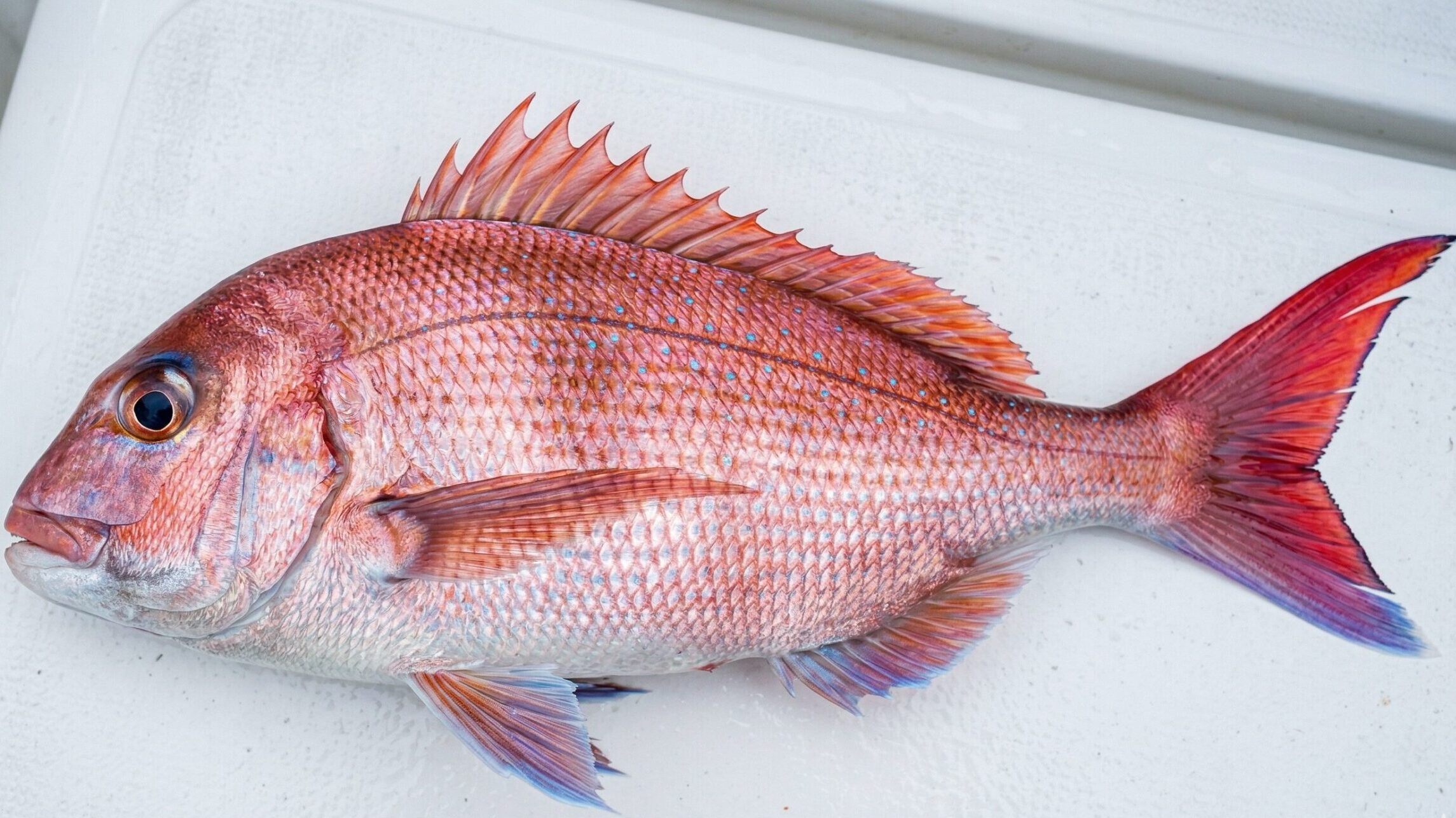 きれいなマダイを釣り上げたあとの画像