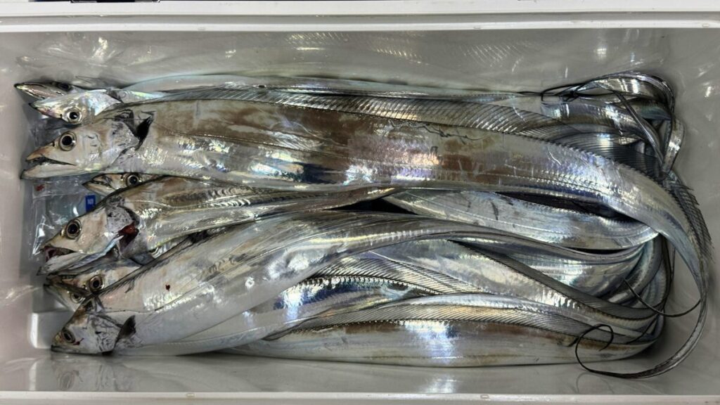 新鮮なタチウオをたくさん釣ってクーラーボックスに入れている写真