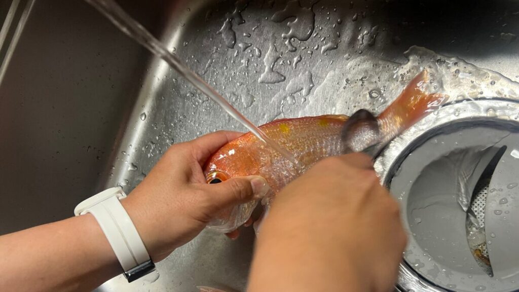 レンコダイのウロコ取りの写真