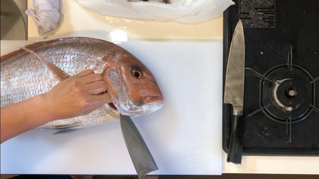 タイラバで釣ったマダイをサイカが自宅でさばく様子