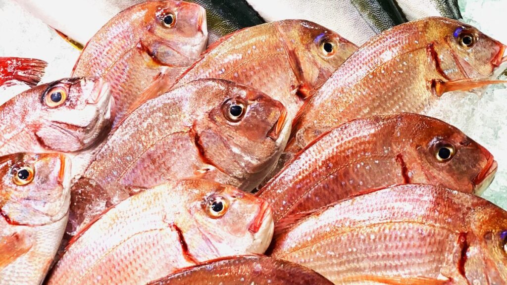 タイラバで釣ったマダイがたくさん並んでいる画像