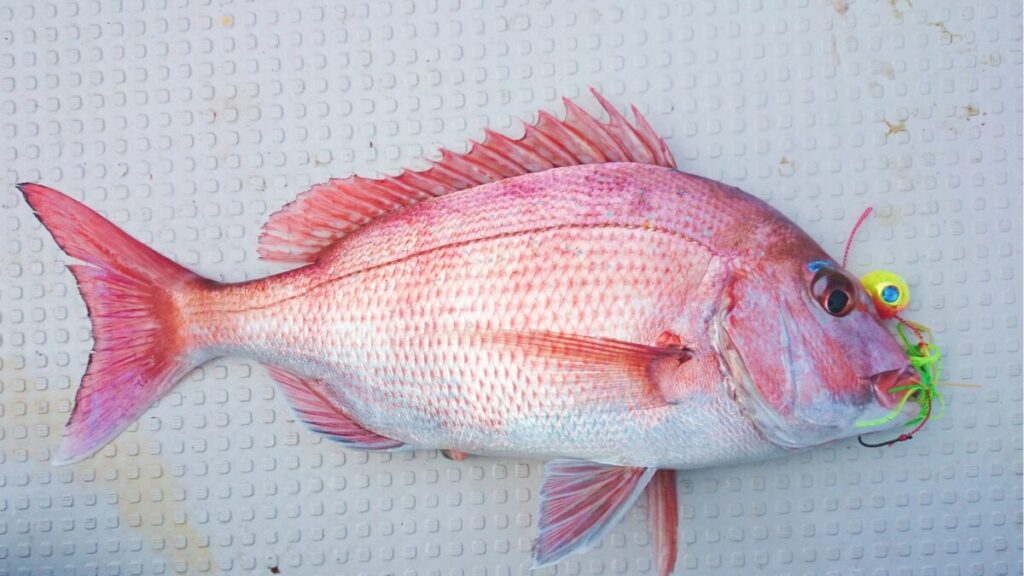 タイラバで釣ったマダイの写真