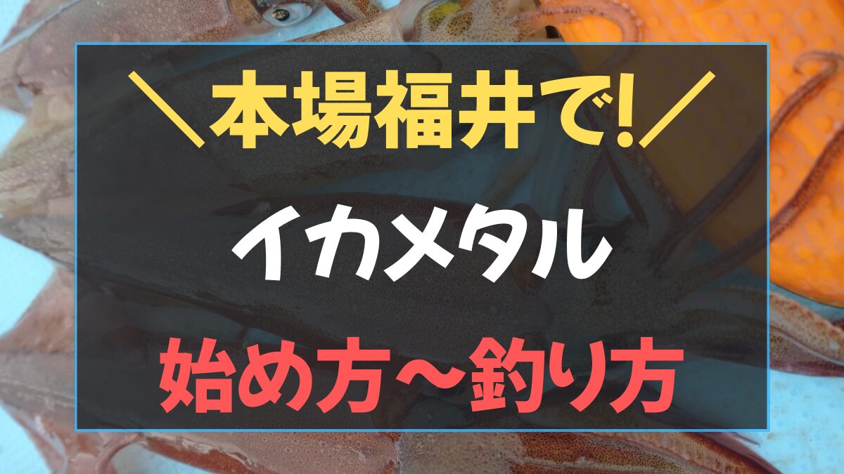 本場福井県でのイカメタルの始め方から釣り方まで網羅！