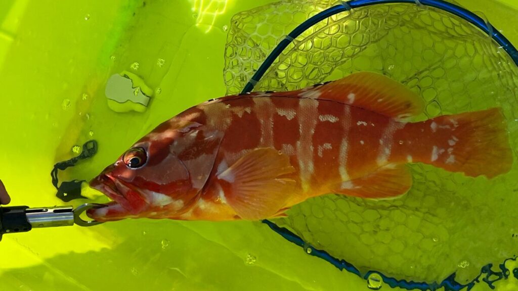 アカハタを実際に釣り上げた写真