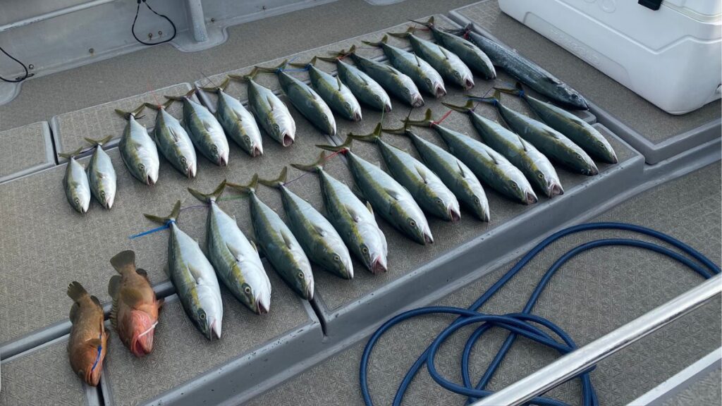 SLJで青物中心に釣りに行き大漁に釣れた時の写真
