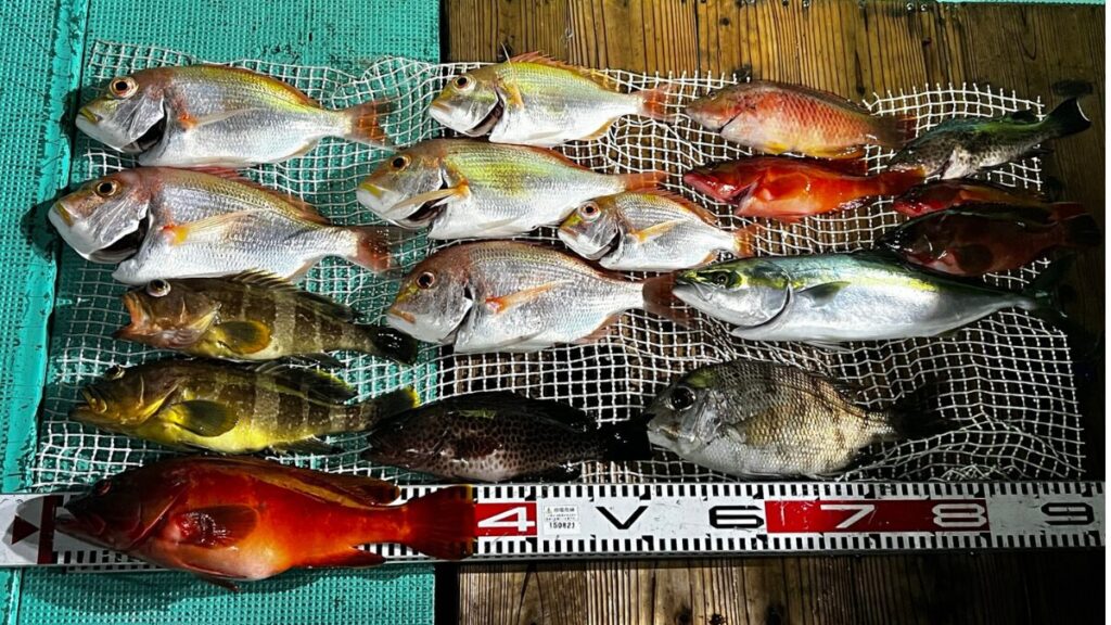 SLJで五目釣りをしてハタ類、青物、マダイなど五目達成の時の写真