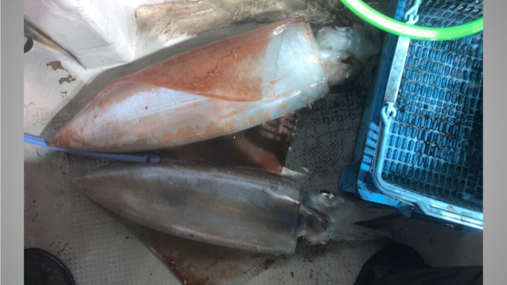 タルイカをツガイで釣り上げた時の写真