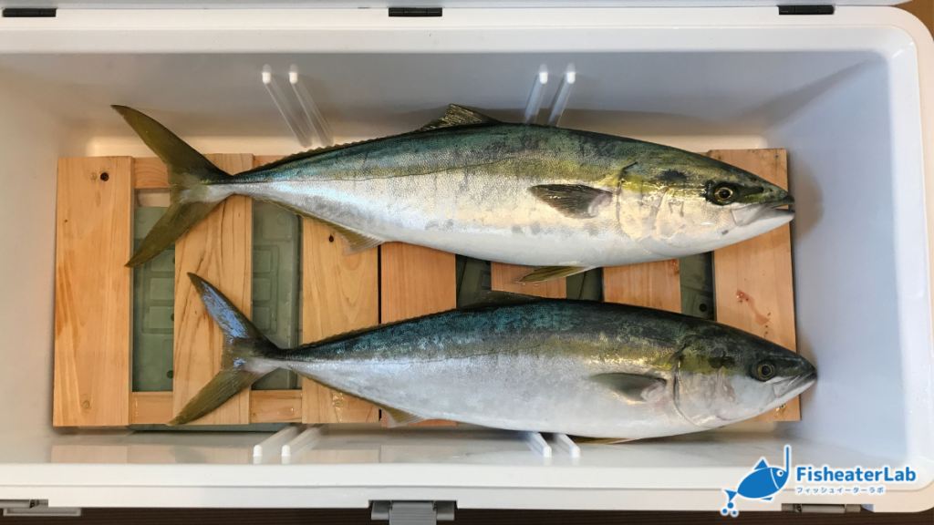 釣ったブリをクーラーボックスで持ち帰った時の写真