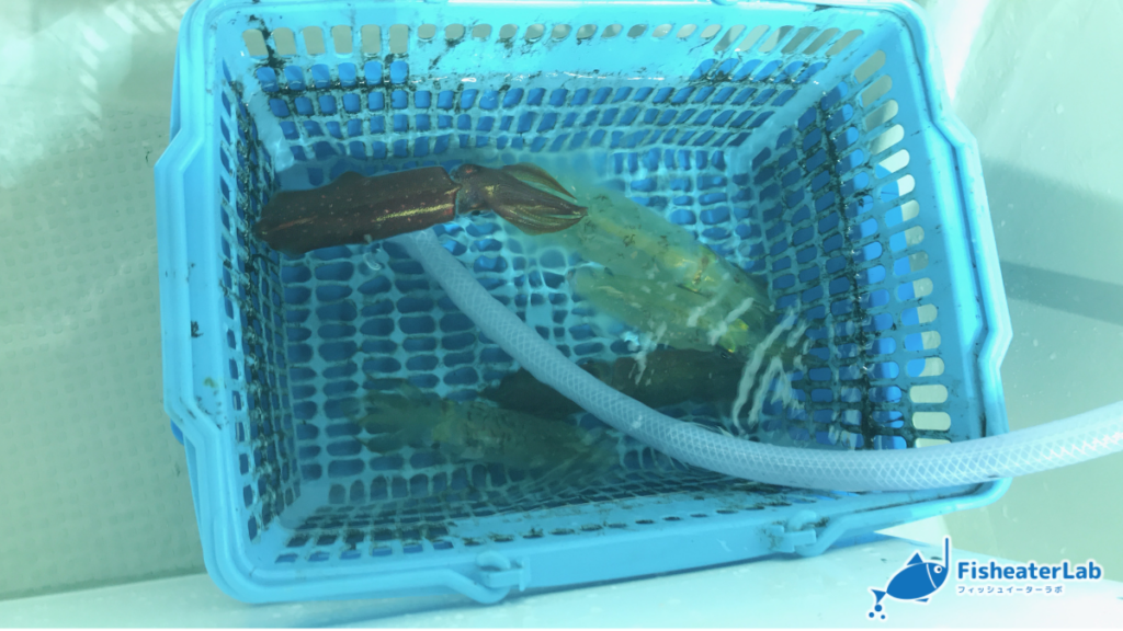 船上のカゴに入れたケンサキイカ