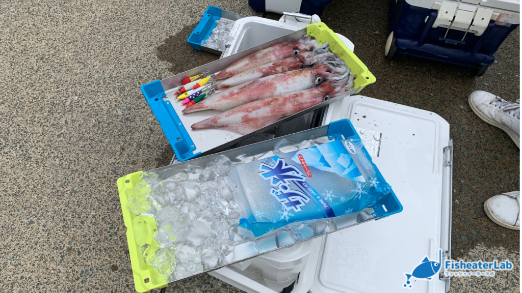 イカトロ箱の下に保冷剤を敷いた状態