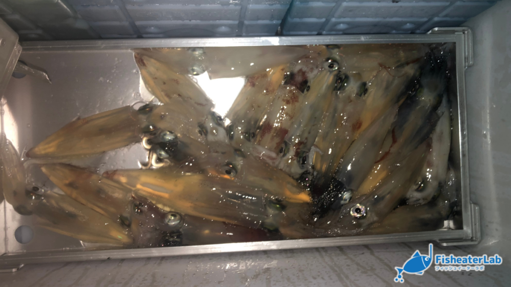 イカトロ箱にケンサキイカを並べて保冷剤で冷やしている様子