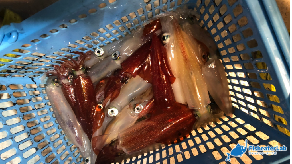 ケンサキイカとスルメイカを別々のカゴに分けて入れた状態