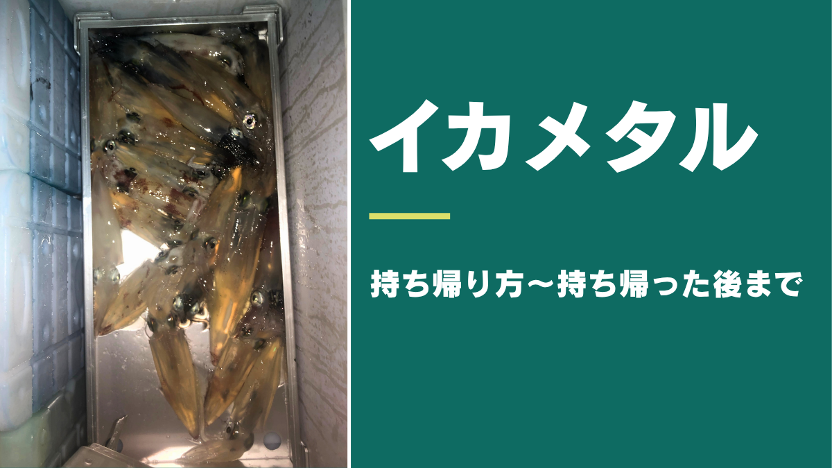 イカトロ箱にケンサキイカを並べて保冷剤で冷やしている様子